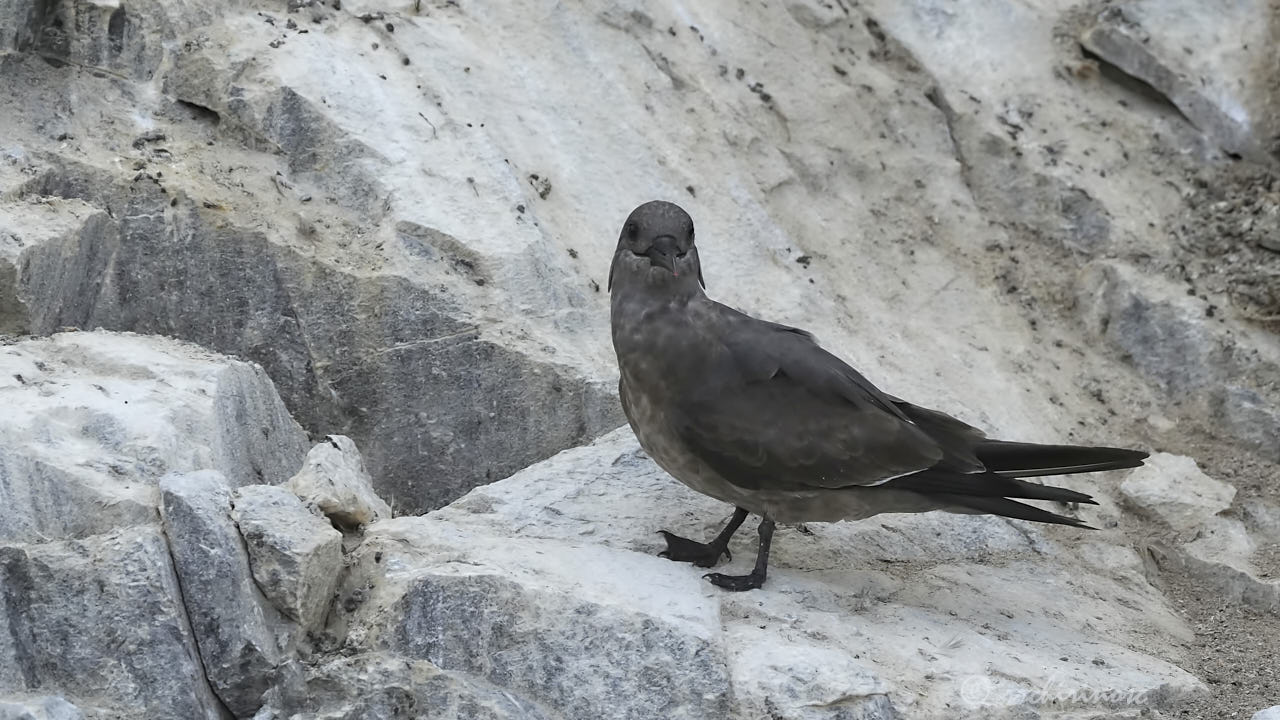 Inca tern