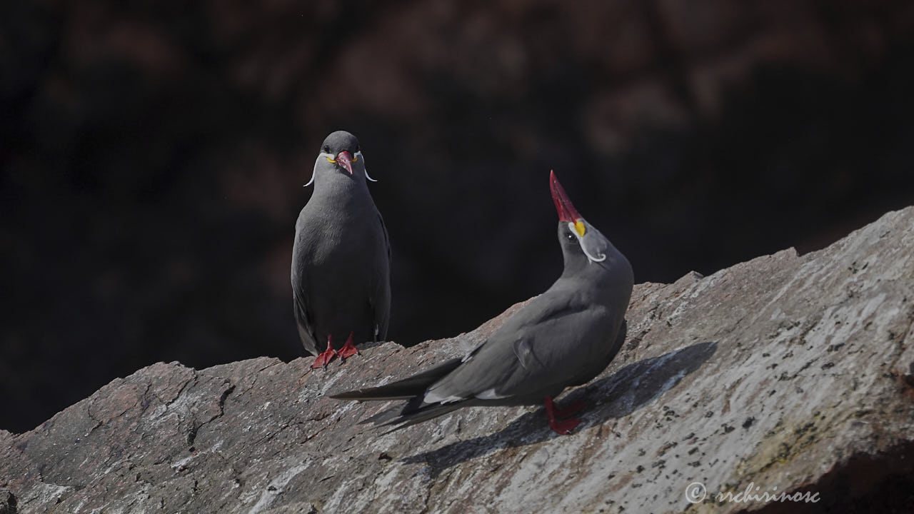 Inca tern