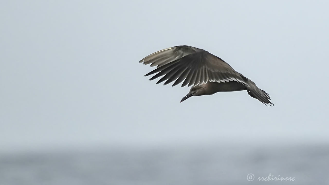 Inca tern