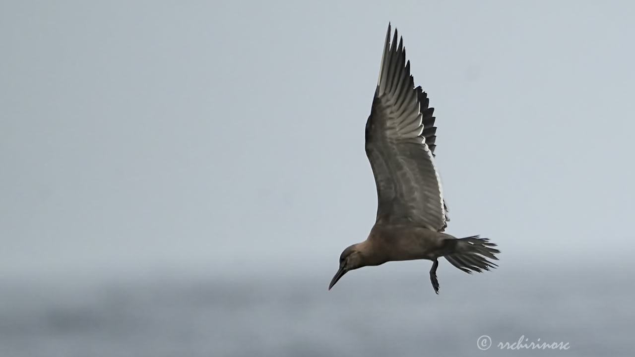 Inca tern