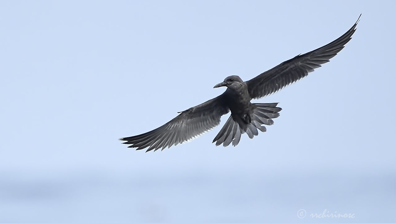 Inca tern