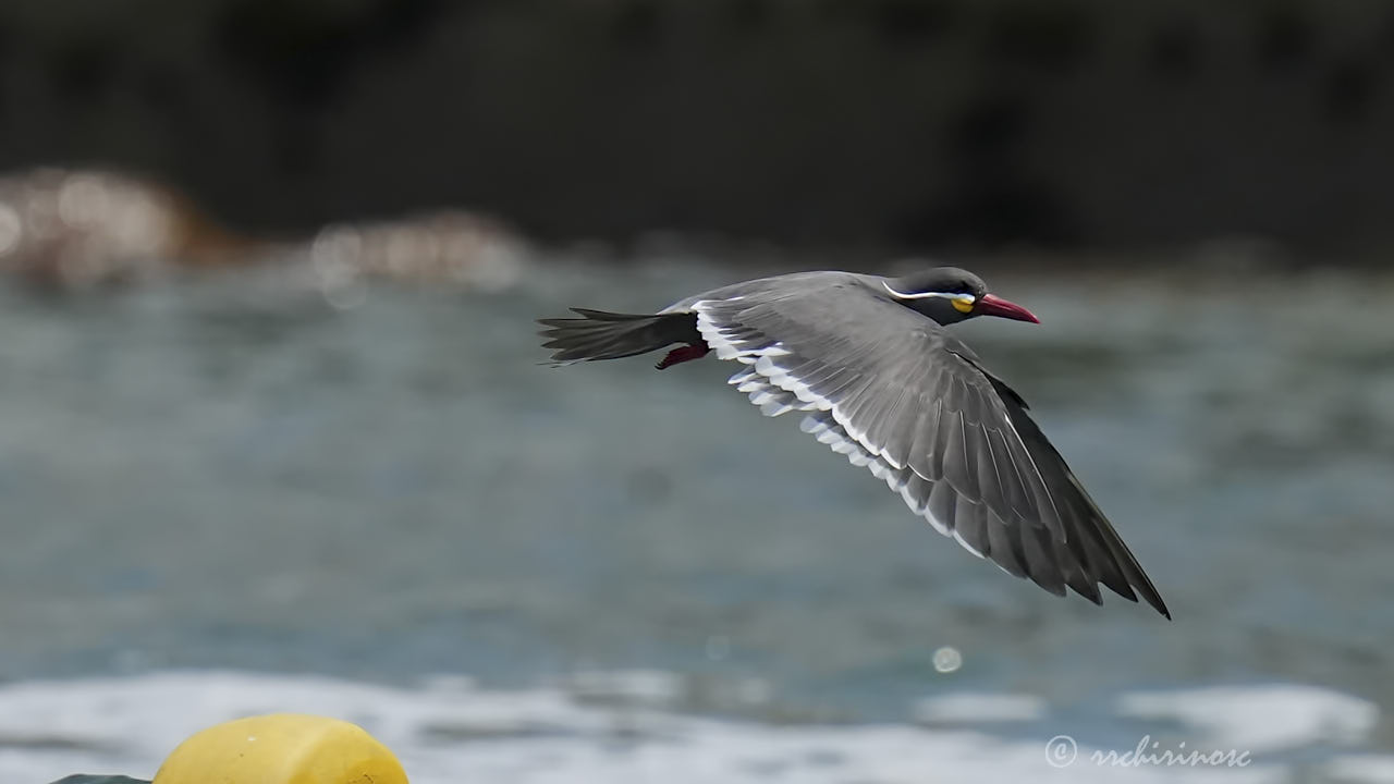 Inca tern