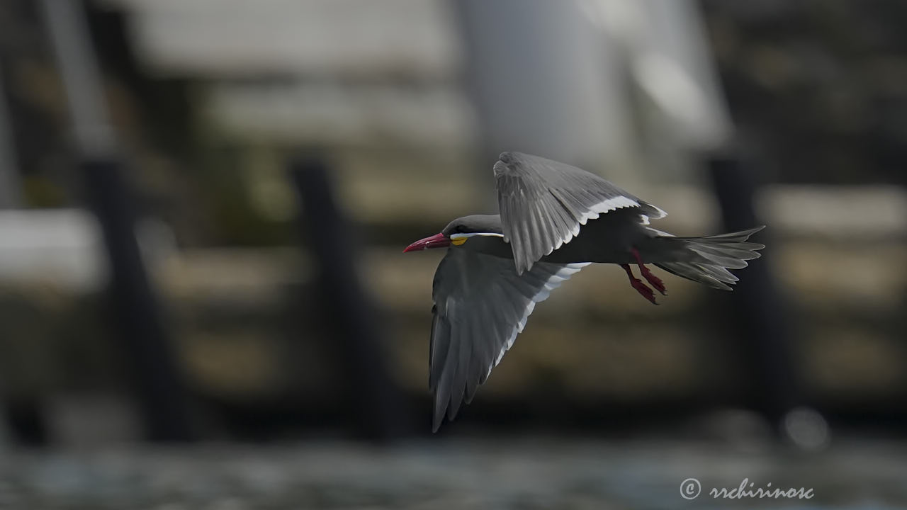 Inca tern