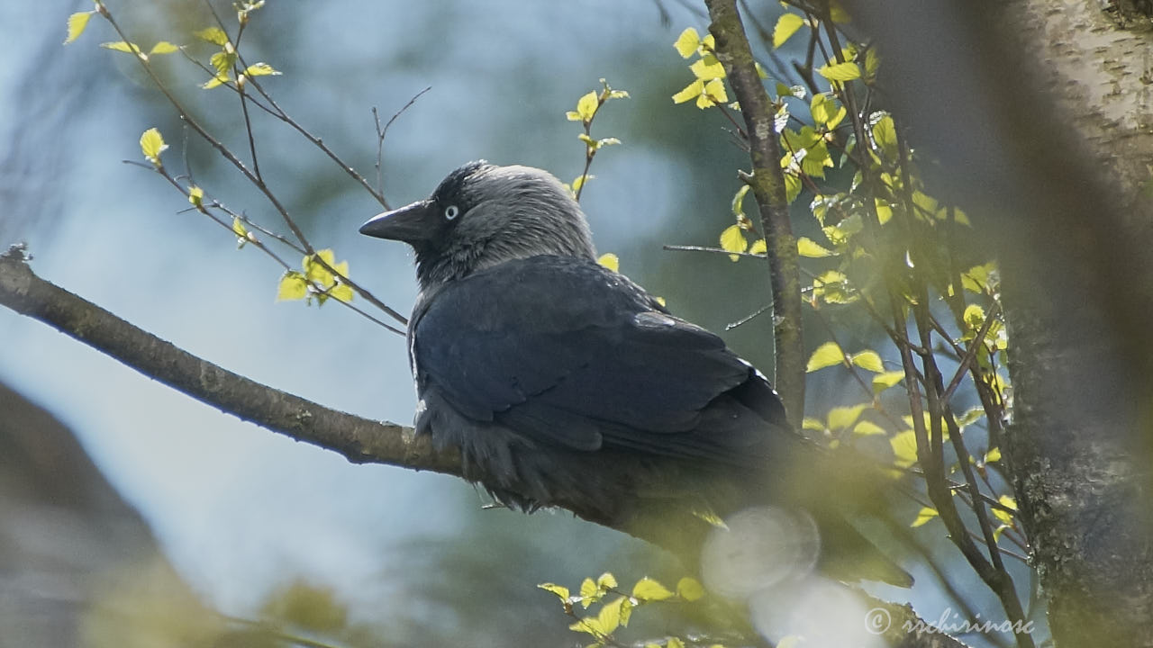 Jackdaw