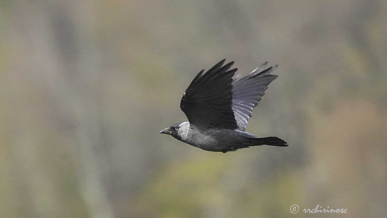 Jackdaw