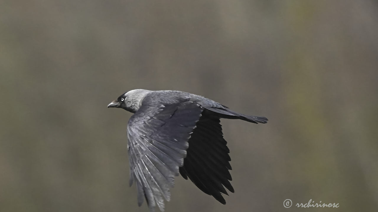 Jackdaw