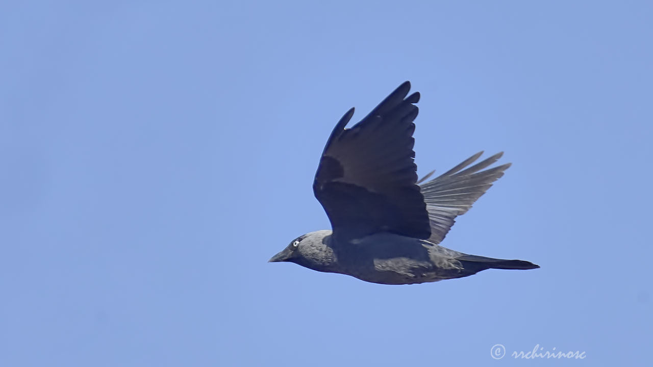 Jackdaw