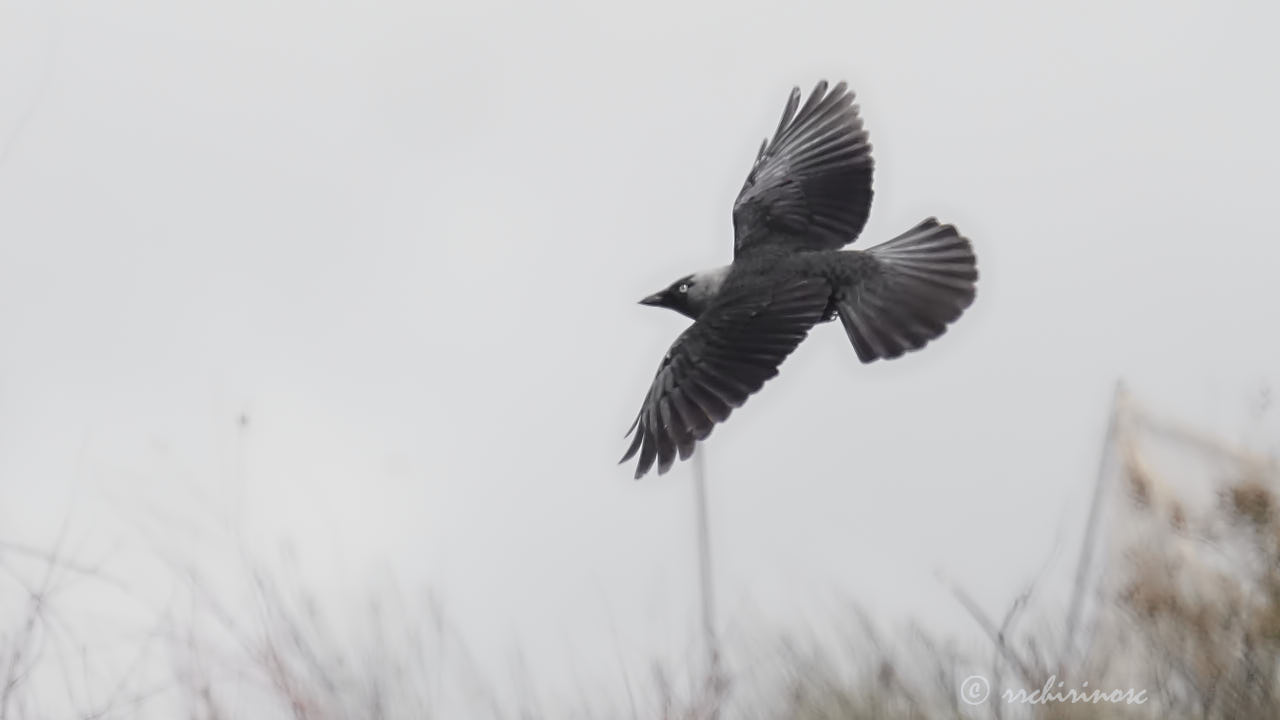 Jackdaw