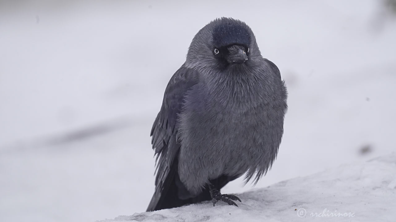 Jackdaw