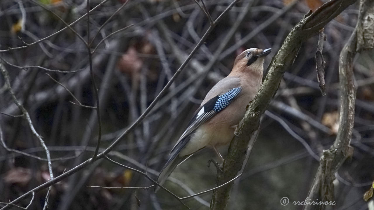 Eurasian jay