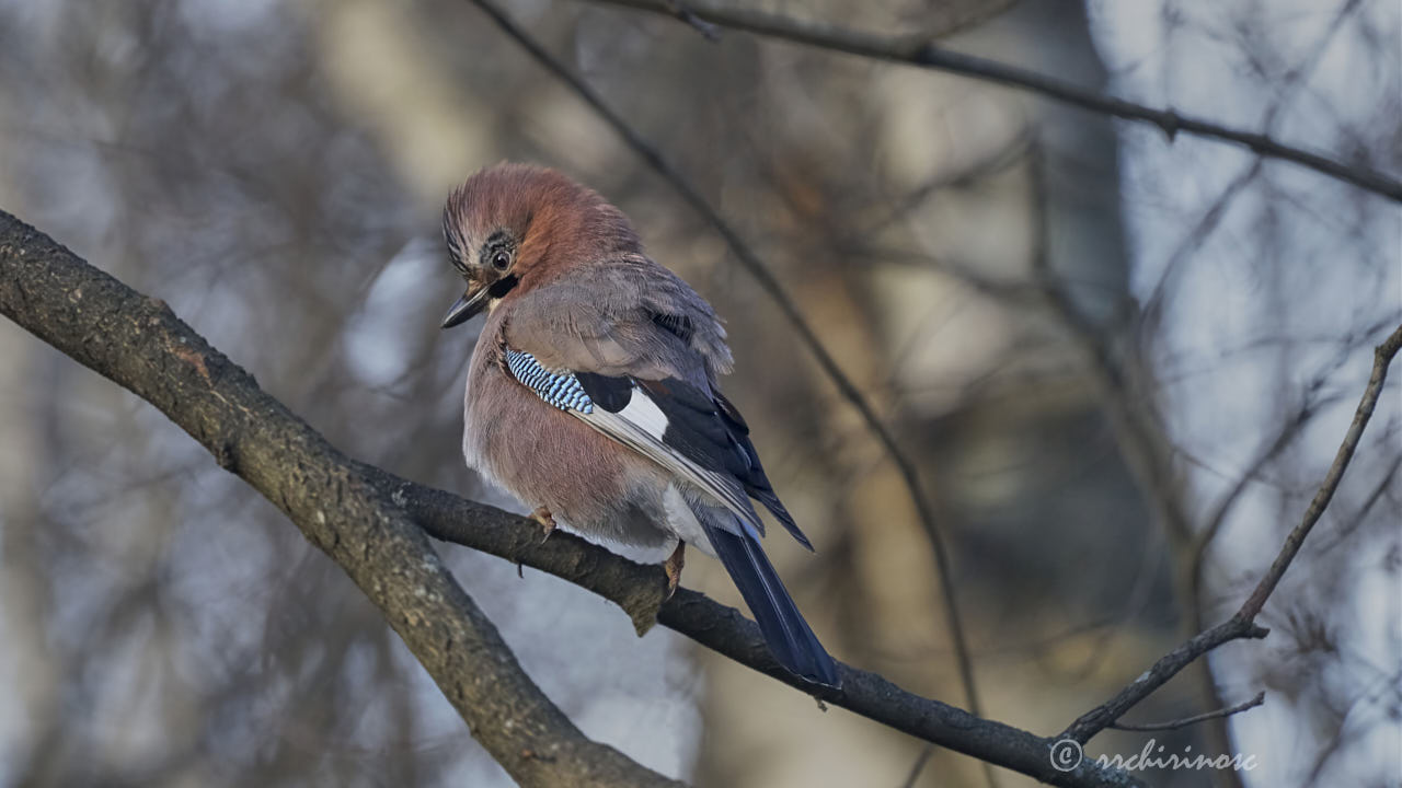 Eurasian jay