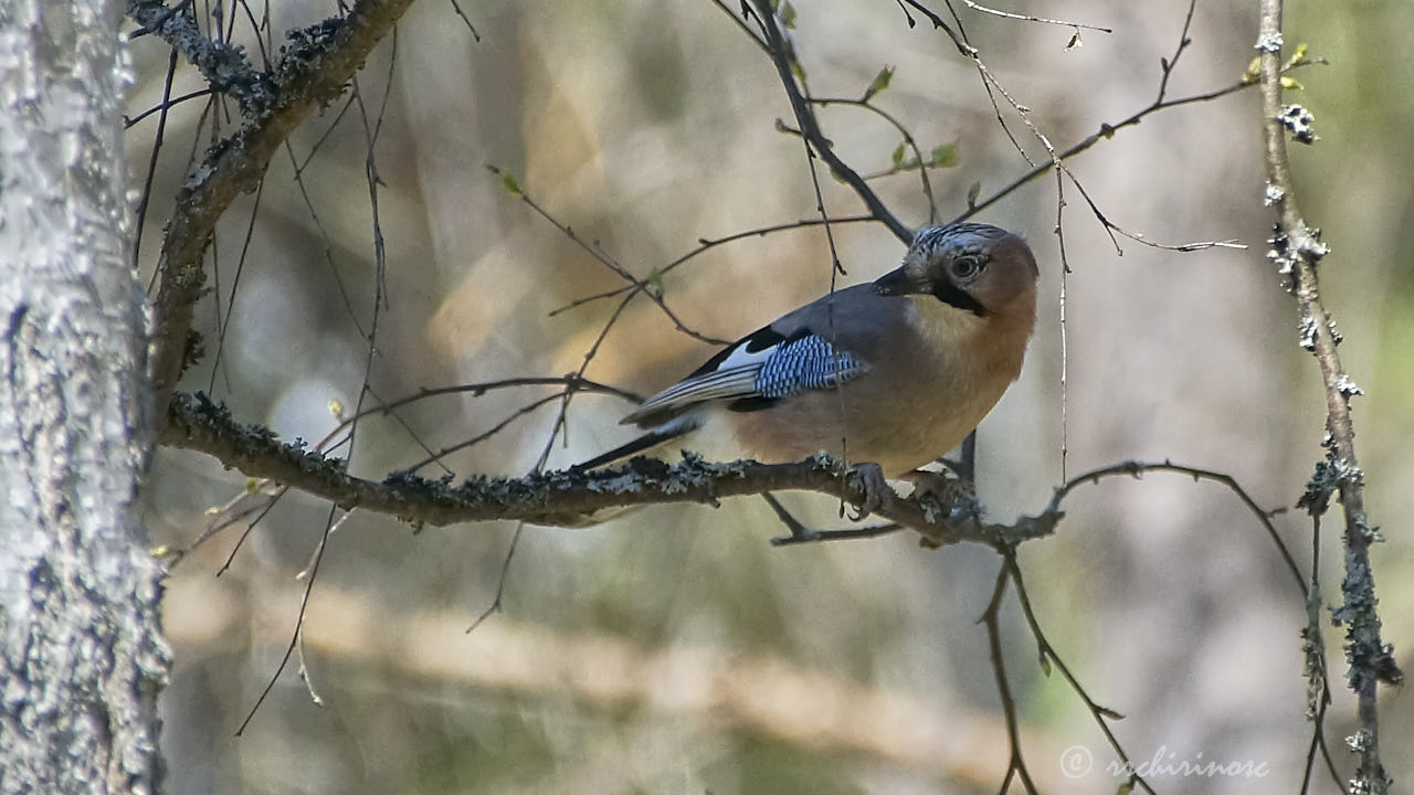 Eurasian jay