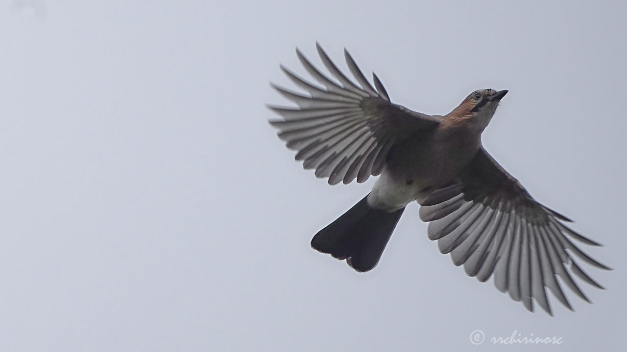 Eurasian jay