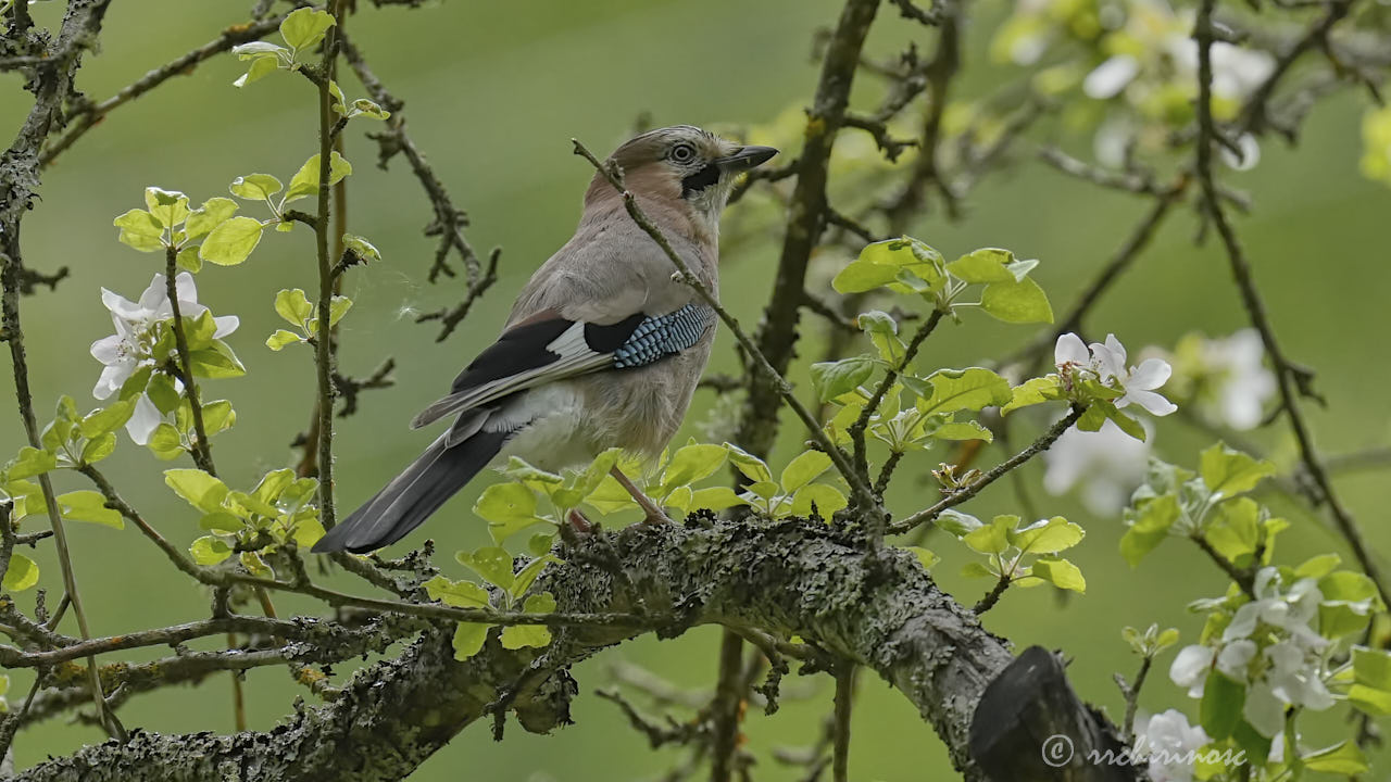 Eurasian jay