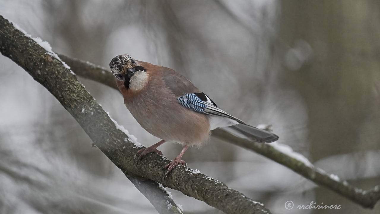 Eurasian jay