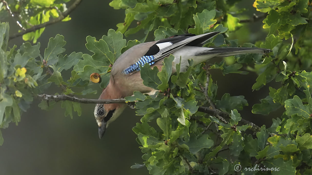 Eurasian jay