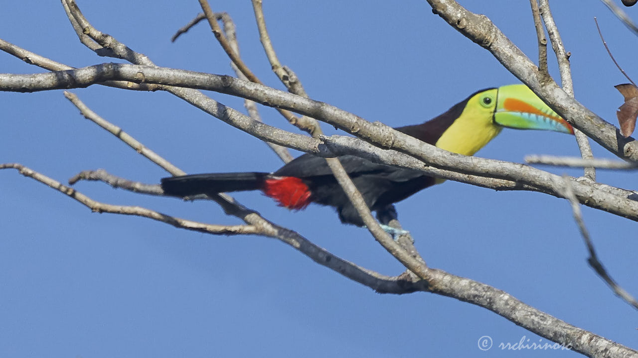 Keel-billed toucan