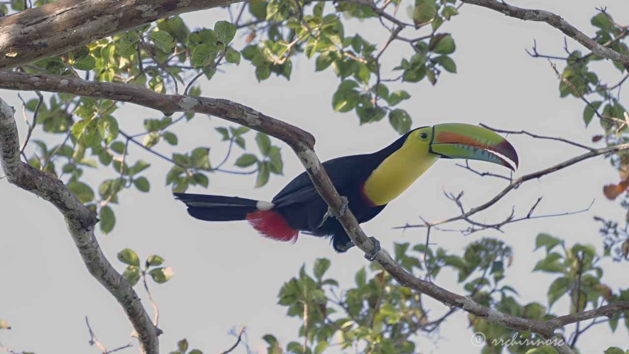 Keel-billed toucan