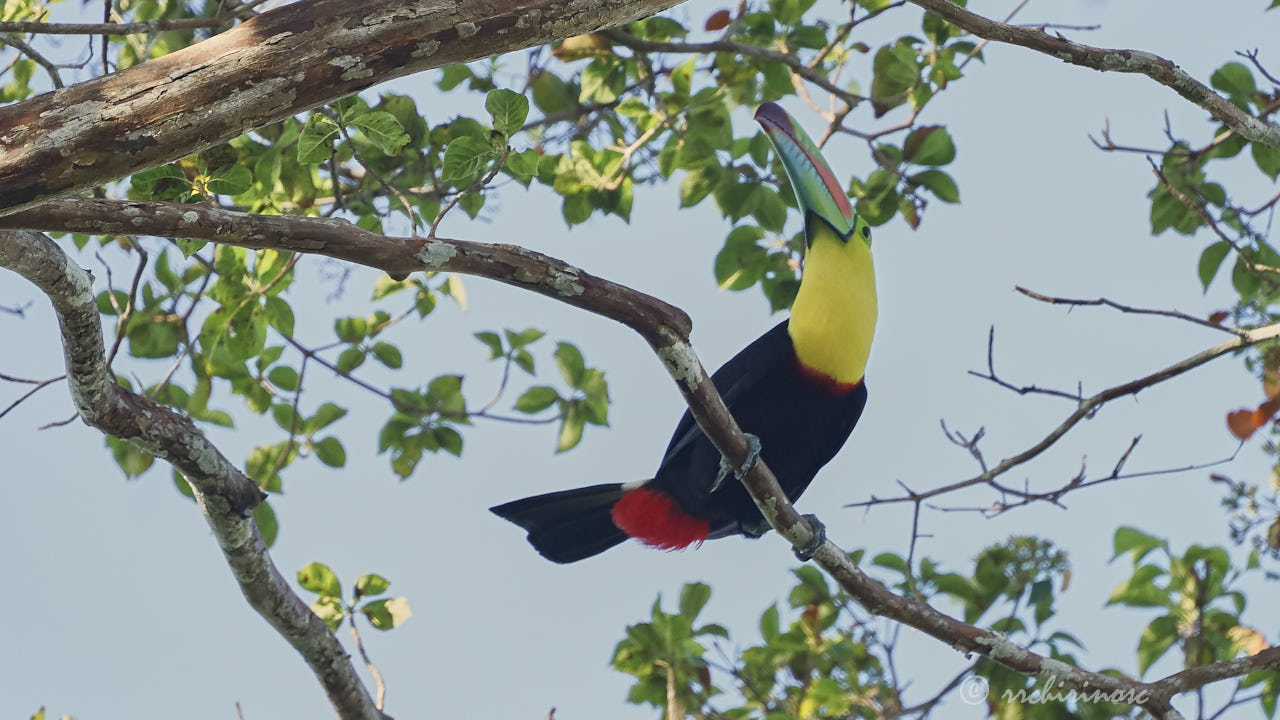 Keel-billed toucan