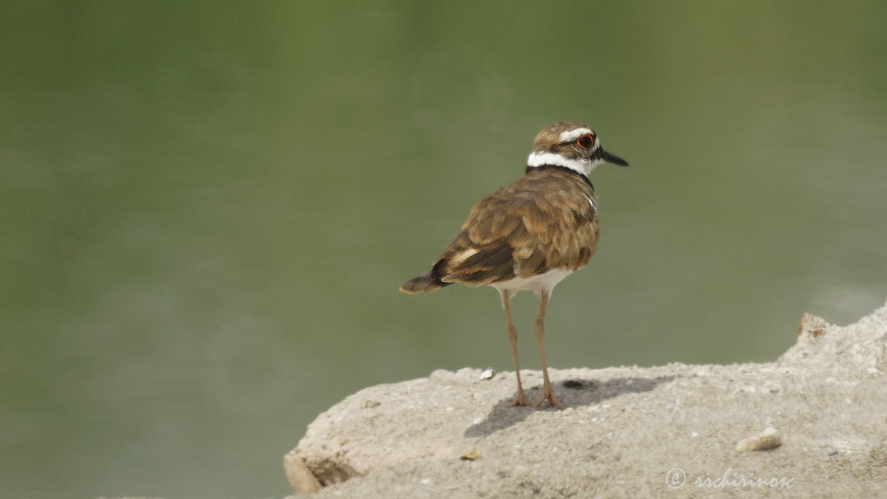 Killdeer