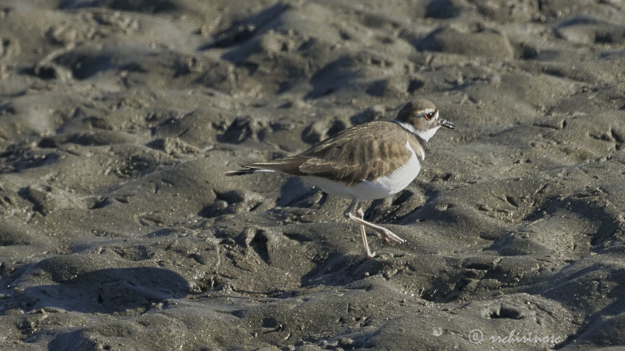 Killdeer