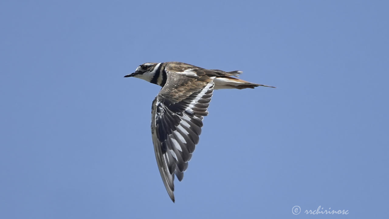 Killdeer