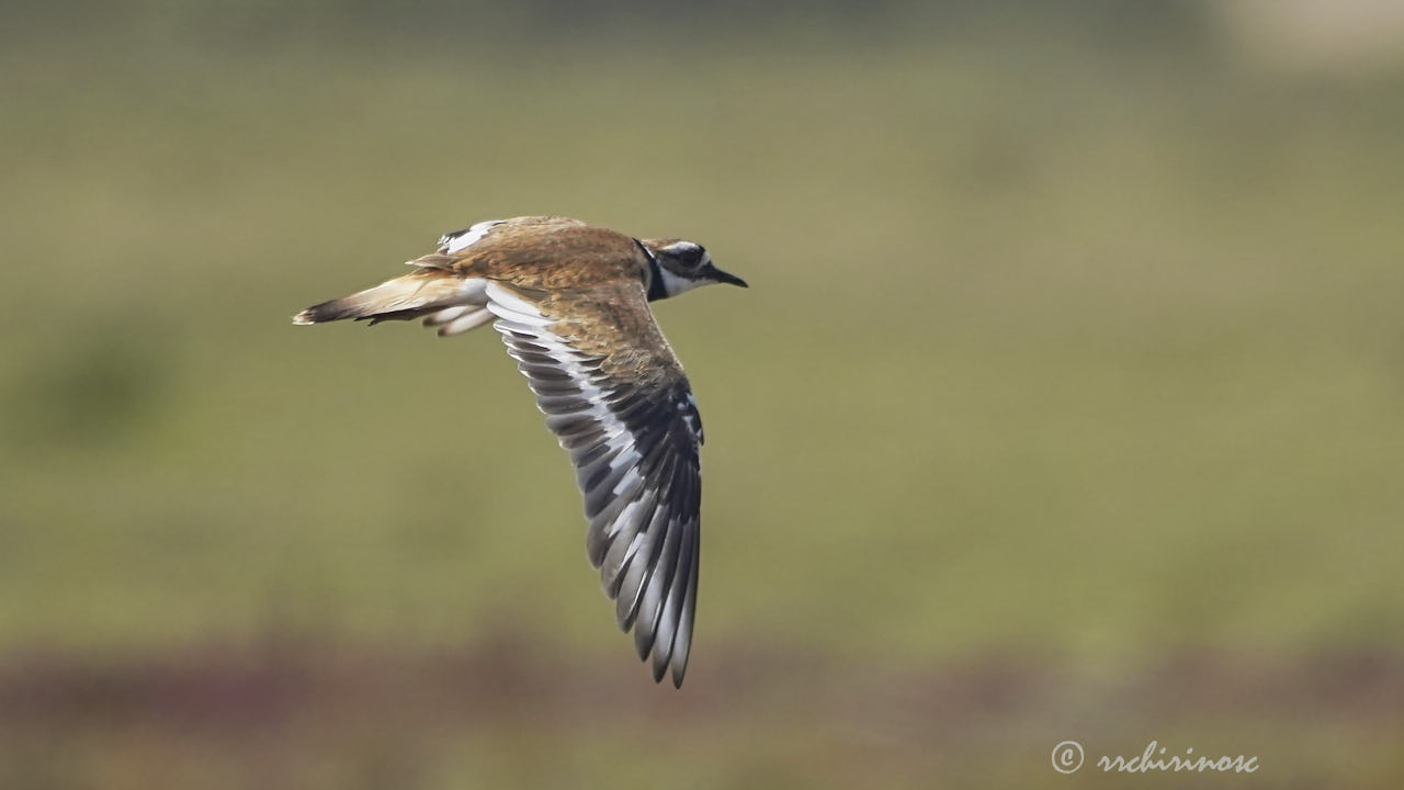 Killdeer