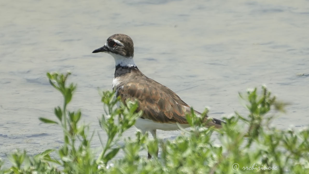 Killdeer