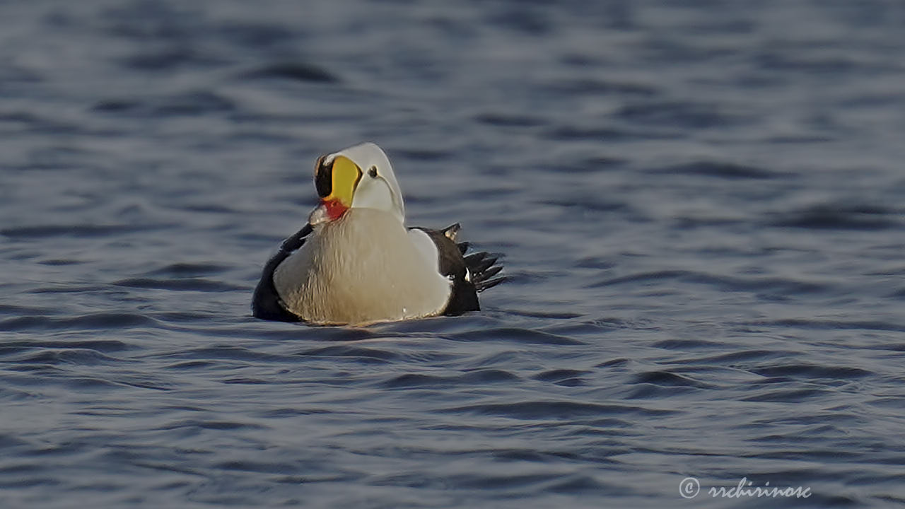 King eider