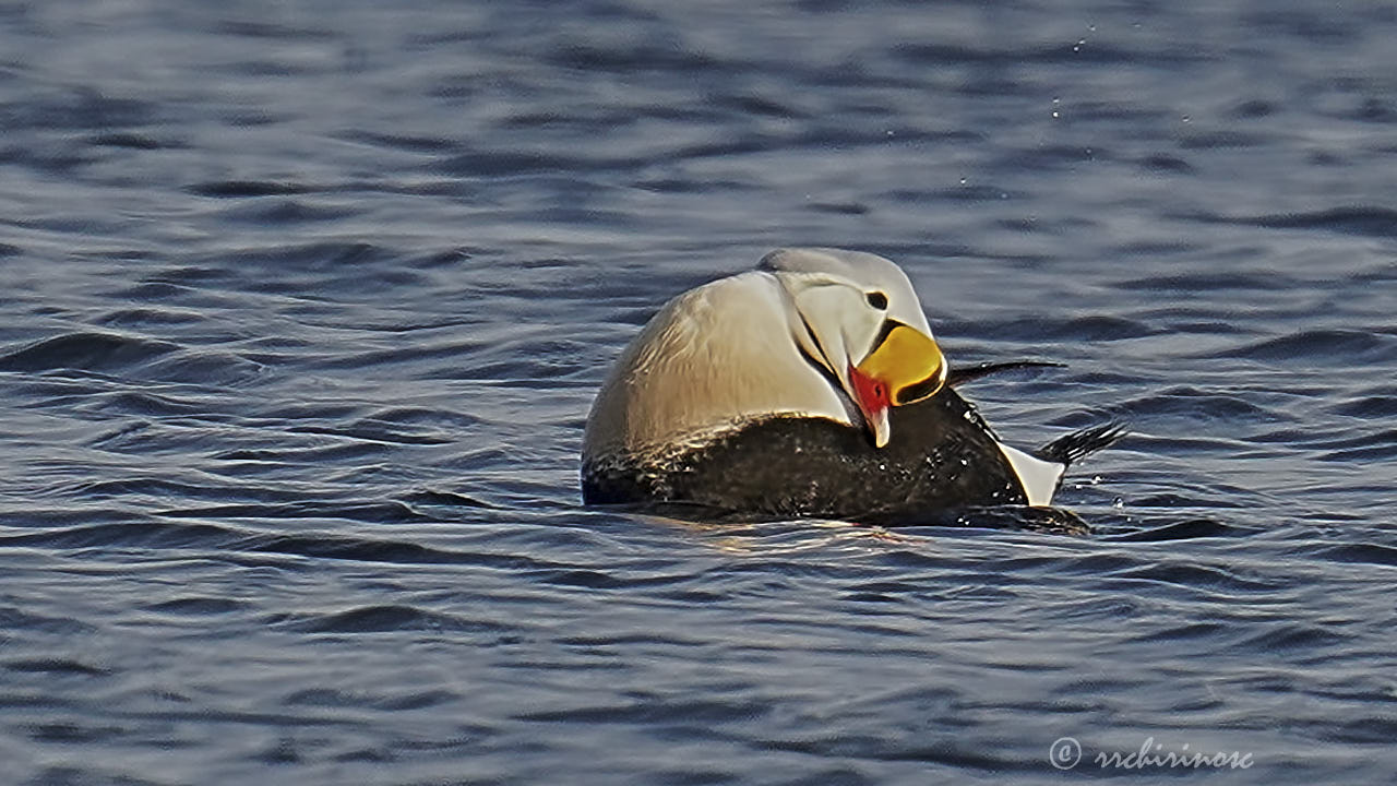 King eider