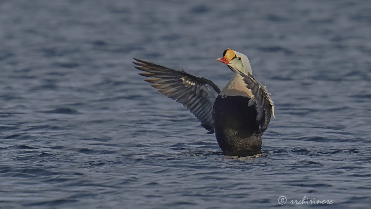 King eider