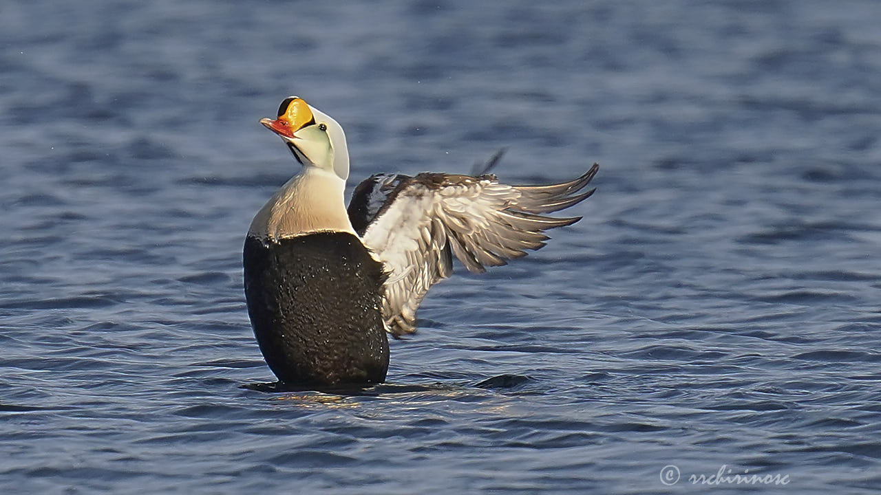 King eider