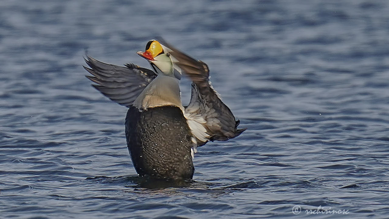 King eider