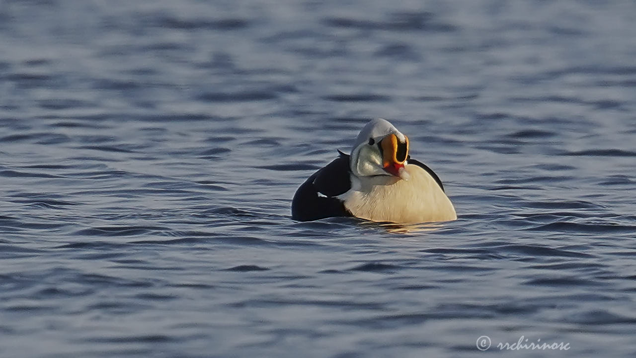 King eider