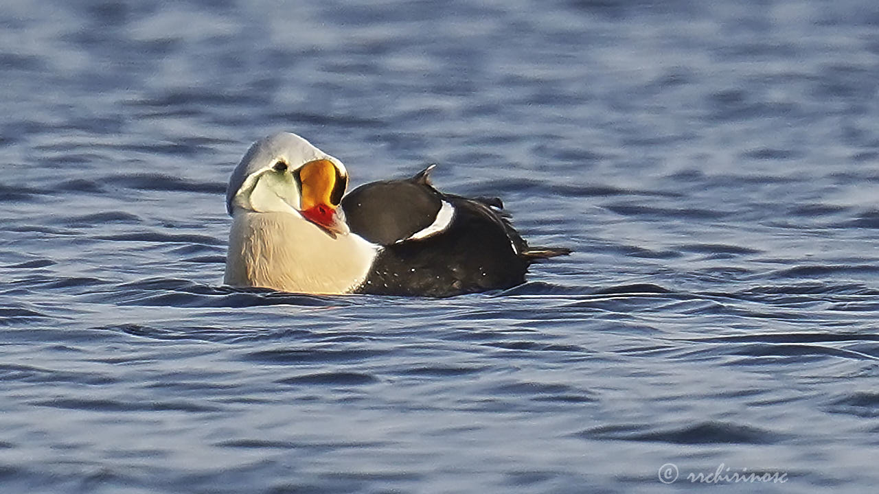 King eider