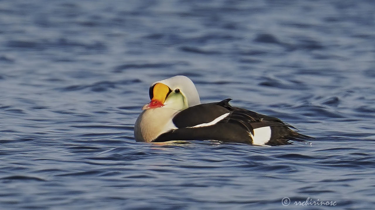 King eider