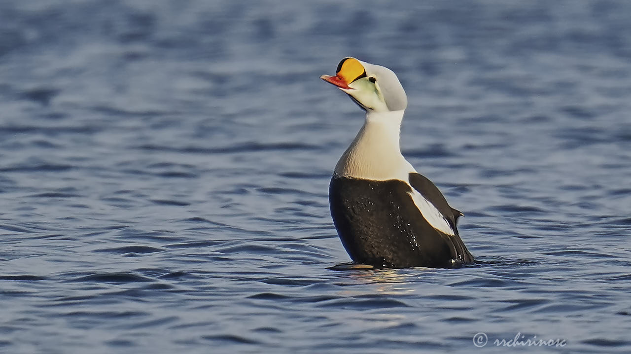 King eider