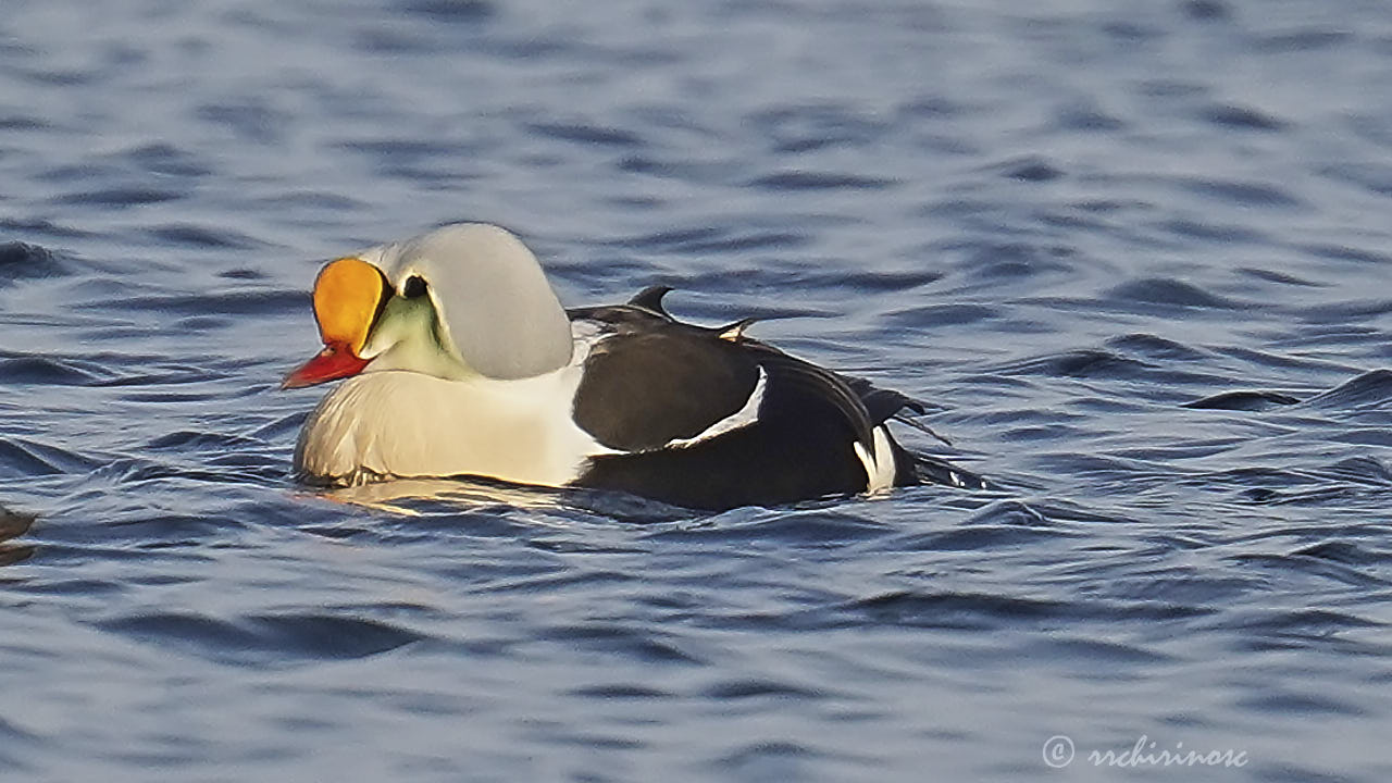 King eider