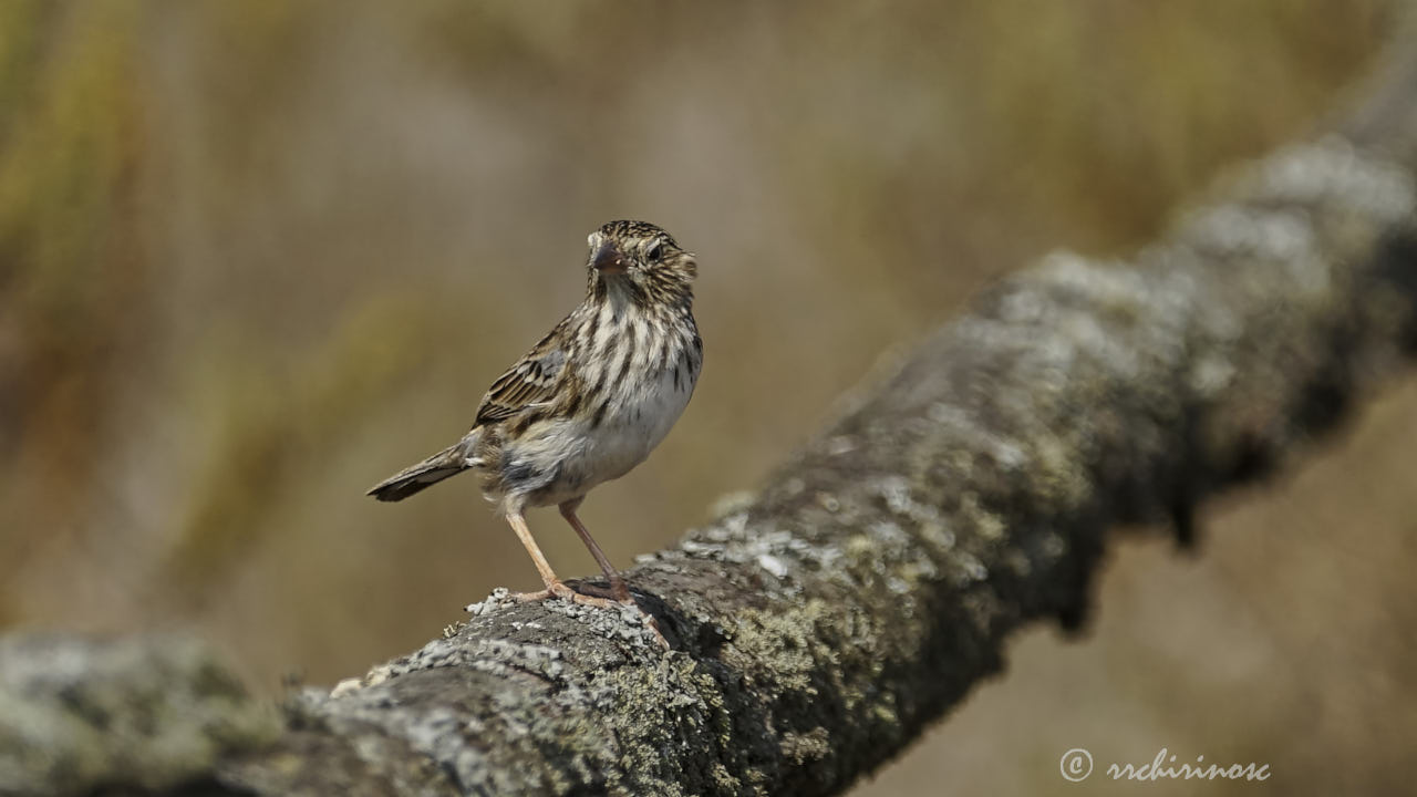 Band-tailed sierra finch