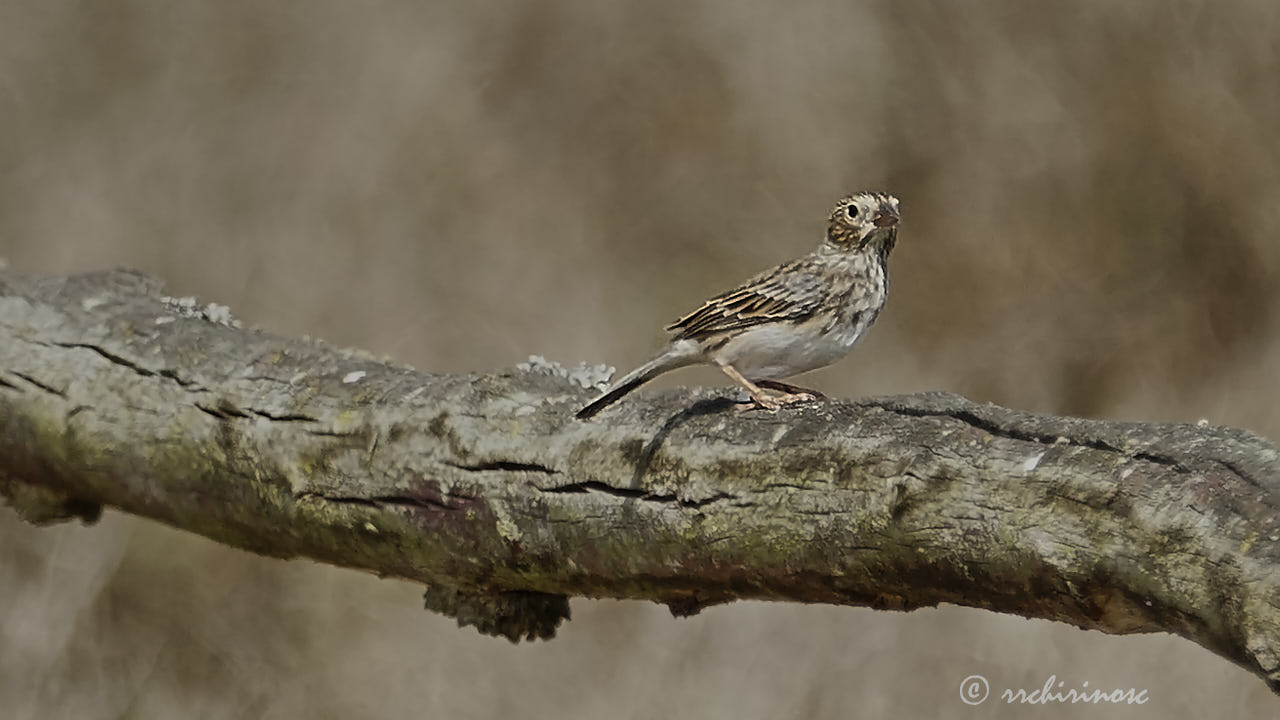 Band-tailed sierra finch