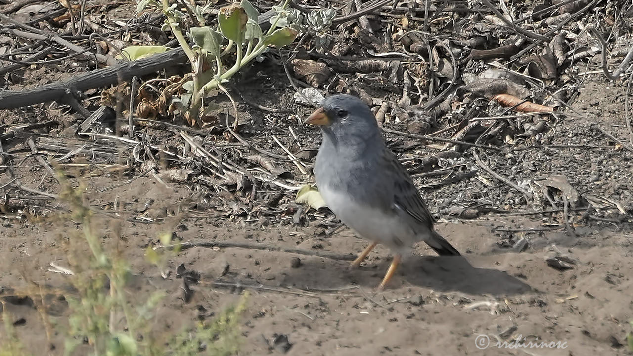 Band-tailed sierra finch