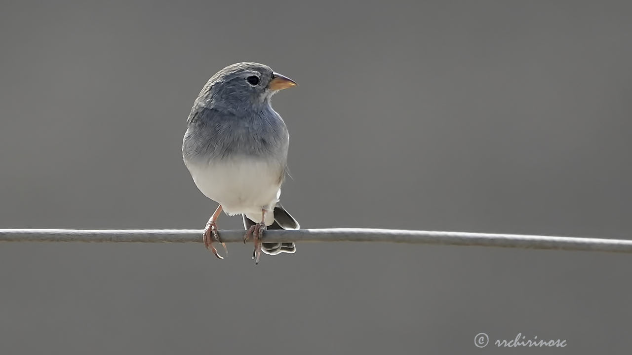 Band-tailed sierra finch