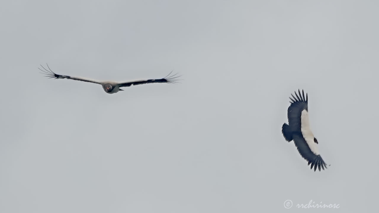 King vulture