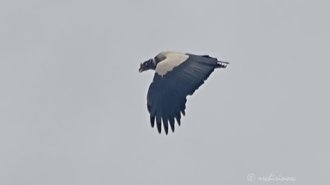 King vulture