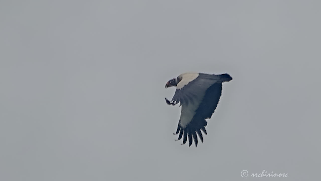 King vulture