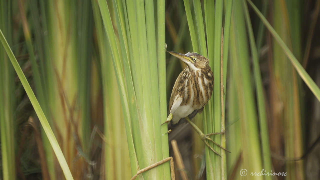 Least bittern