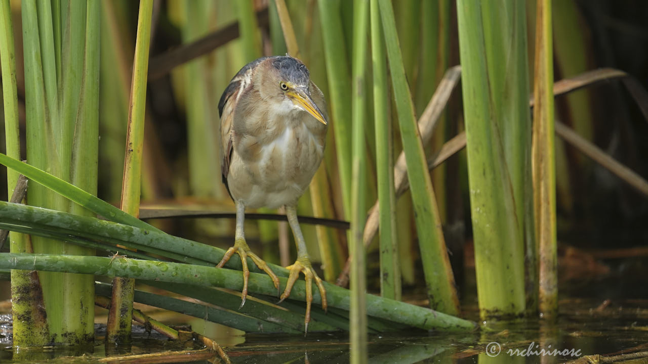 Least bittern