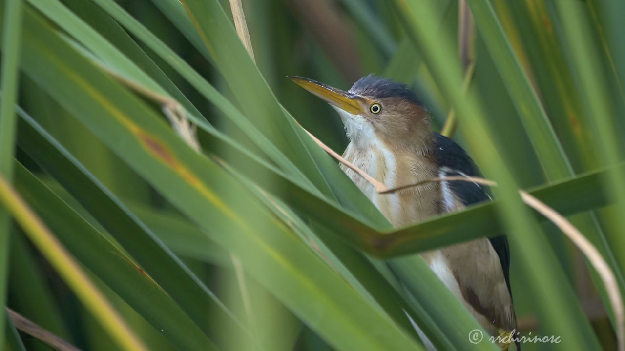 Least bittern