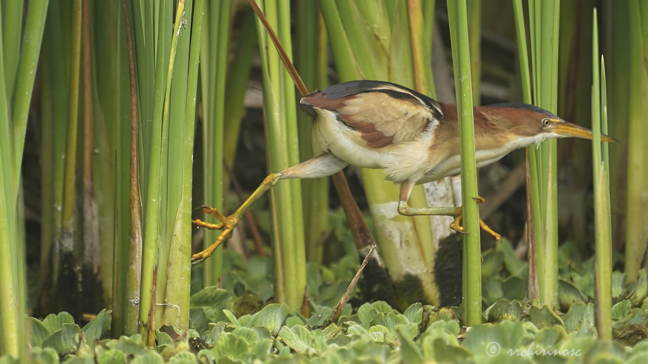 Least bittern