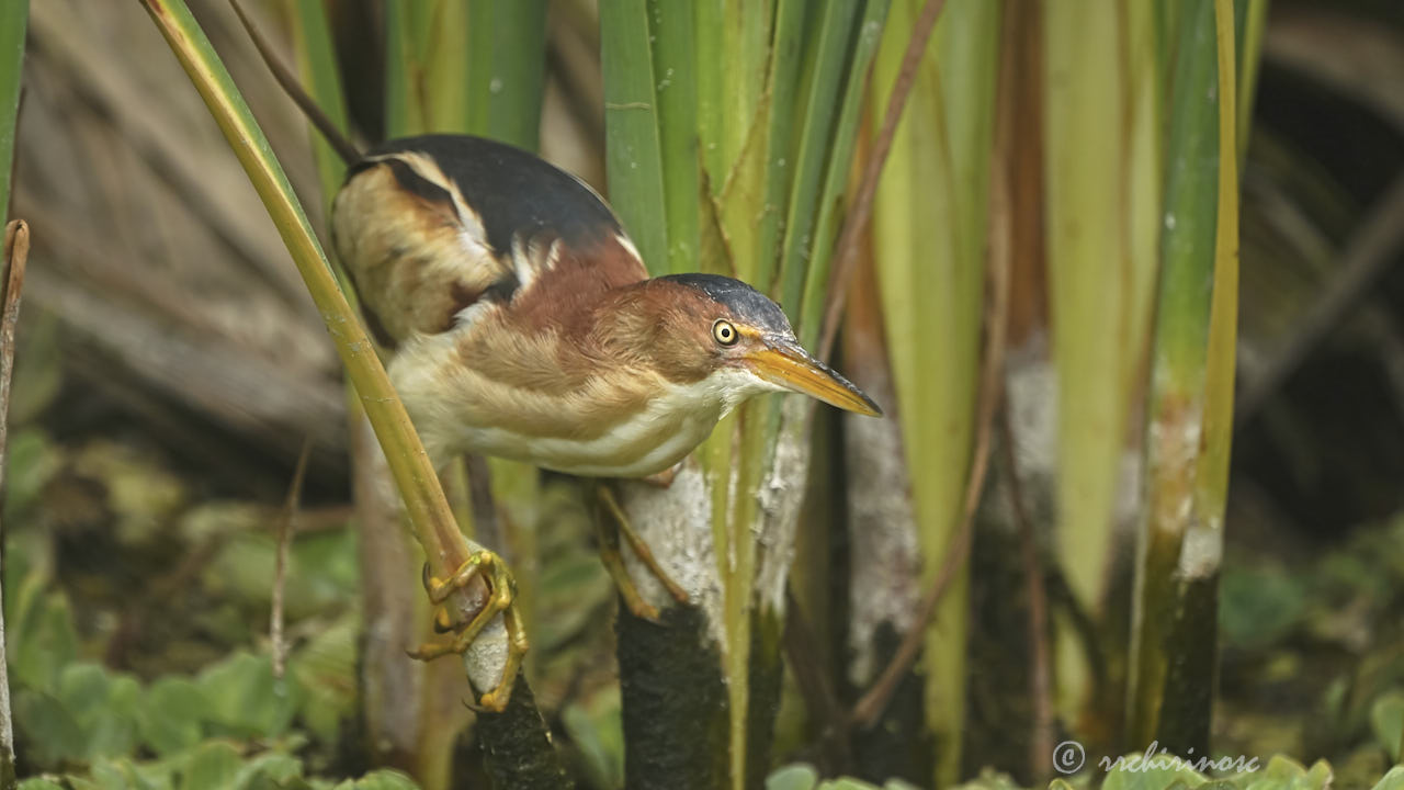 Least bittern